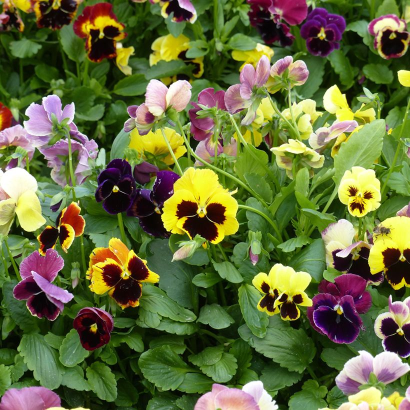 Stiefmütterchen Mix (Flowering)