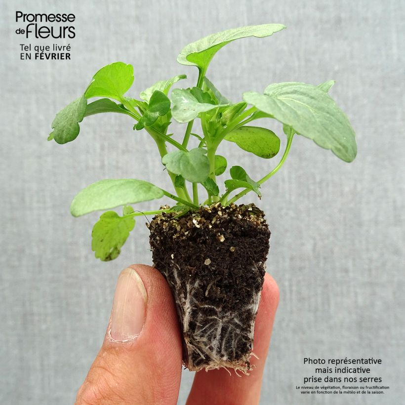 Exemplar von Horn-Veilchen F1 Penny Orange Jardi-Plug: Wurzelballen 3,8 cm x 3,2 cm in Anzuchtplatte à 15 Stück. wie im Herbst geliefert