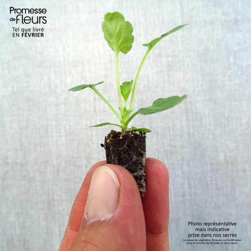 Exemplar von Horn-Veilchen Butterfly Violet antique Mini-Plug Ø 1,5/2,5 cm wie im Herbst geliefert