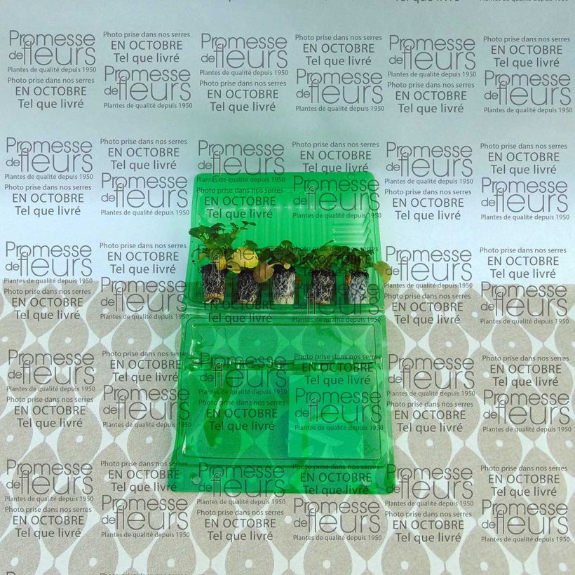 Beispiel eines Exemplars von Horn-Veilchen Callisto F1 Orange Purple Wing Mini-Plug Ø 1,5/2,5 cm wie geliefert