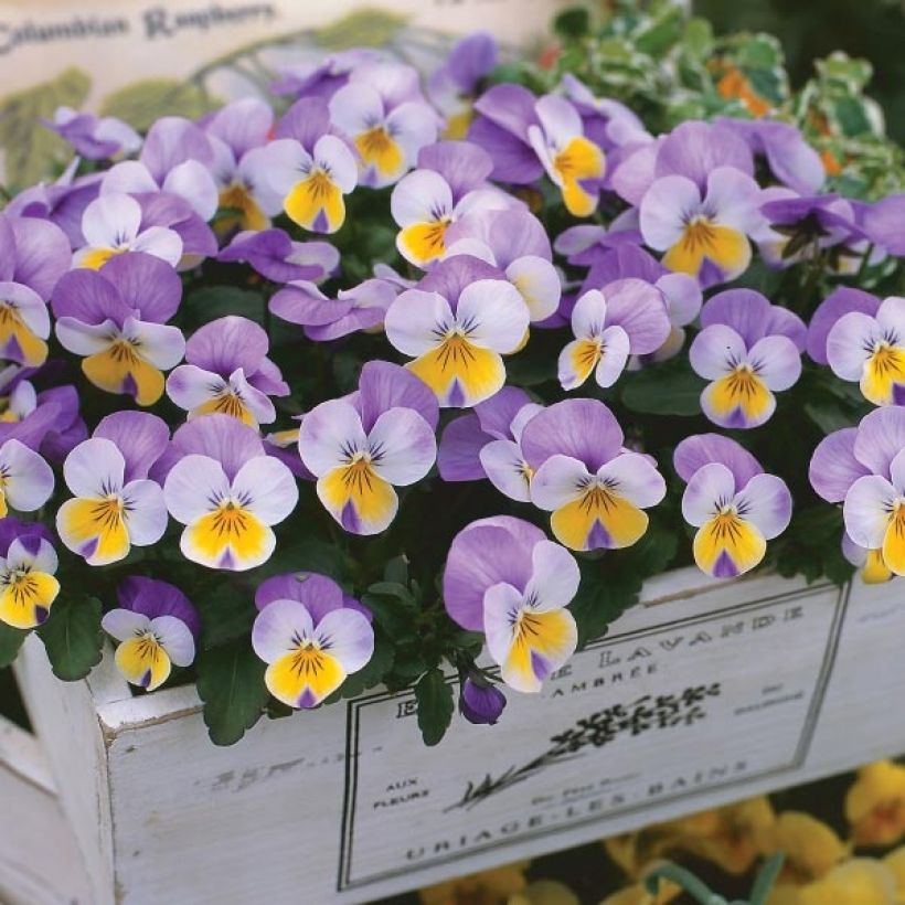 Horn-Veilchen F1 Kitty Surprise (Wuchs)