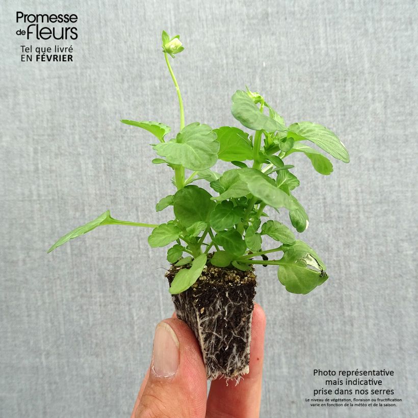 Exemplar von Horn-Veilchen F1 Penny Blue Jardi-Plug: Wurzelballen 3,8 cm x 3,2 cm in Anzuchtplatte à 15 Stück. wie im Herbst geliefert