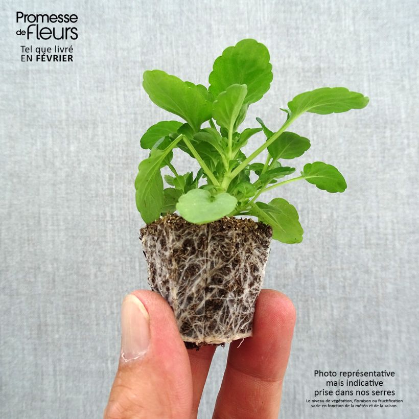 Exemplar von Horn-Veilchen F1 Sorbet Black Delight Mini-Plug: Plug 2,2 cm x 2 cm in Anzuchtplatte à 35 Stück wie im Herbst geliefert