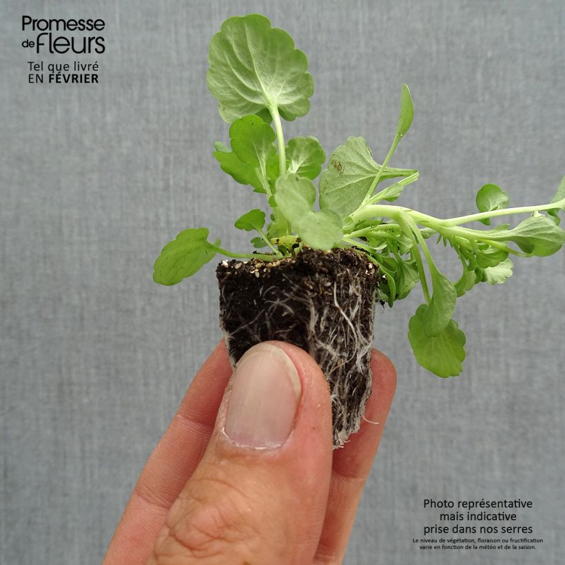 Exemplar von Horn-Veilchen Sorbet Delft Blue Jardi-Plug: Wurzelballen 3,8 cm x 3,2 cm in Anzuchtplatte à 15 Stück. wie im Herbst geliefert