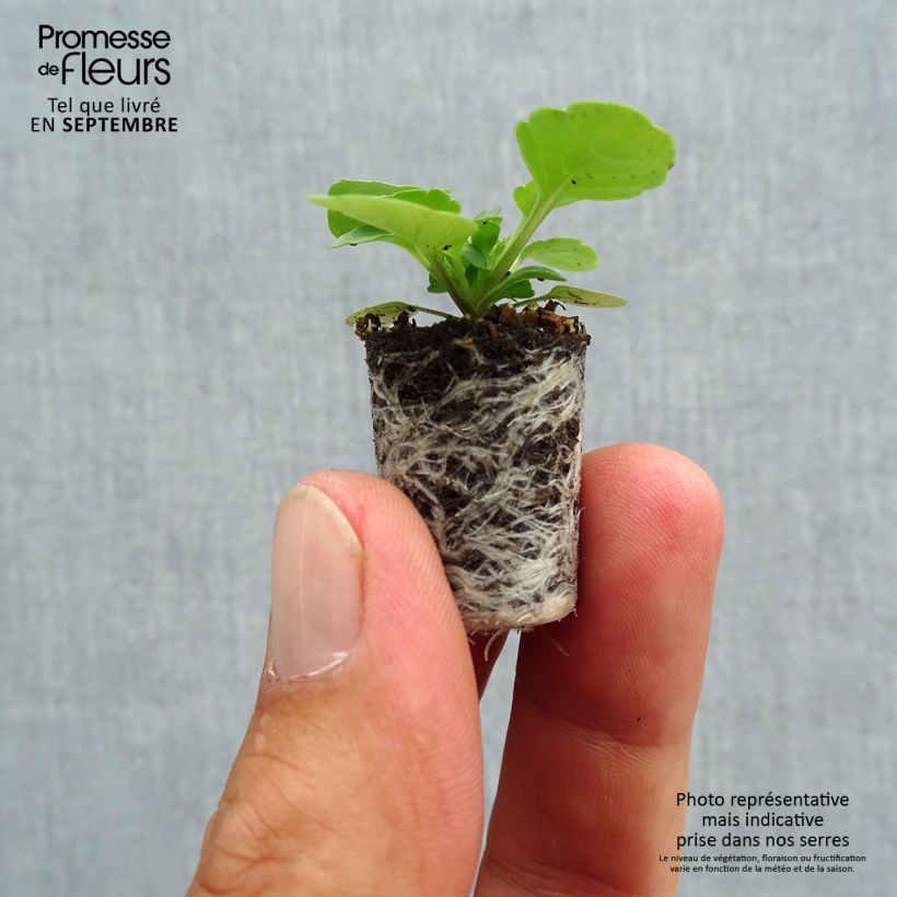 Exemplar von Horn-Veilchen Sorbet Xp Blackberry Mini-Plug Ø 1,5/2,5 cm wie im Herbst geliefert