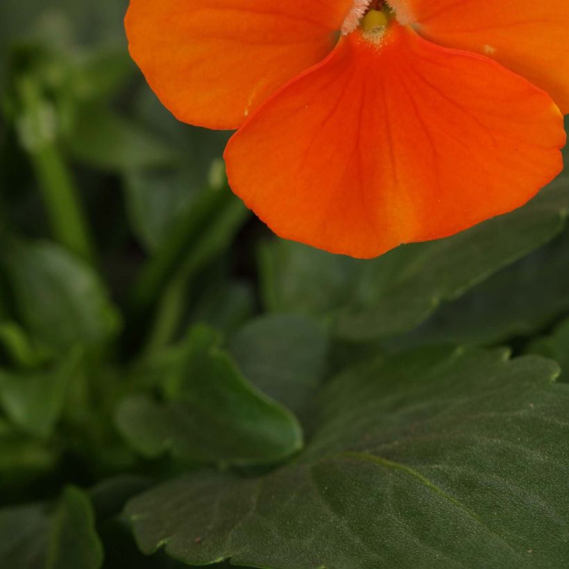 Horn-Veilchen Sorbet Xp Deep Orange (Foliage)