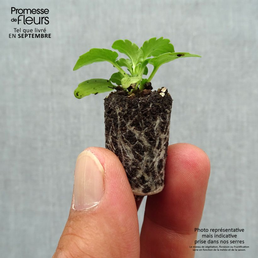 Example of Horn-Veilchen Sorbet Xp Deep Orange Mini-Plug Ø 1,5/2,5 cm as you get in automne