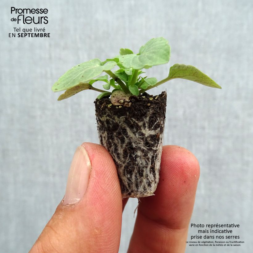 Exemplar von Horn-Veilchen Sorbet Xp F1 Blue Blotch Mini-Plug Ø 1,5/2,5 cm wie im Herbst geliefert