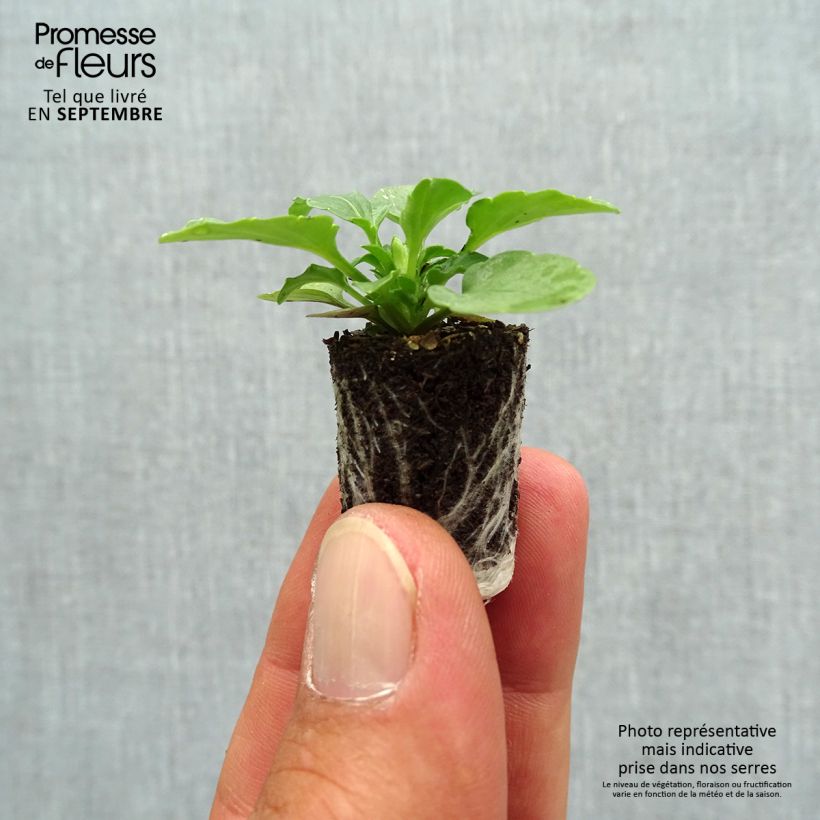 Exemplar von Horn-Veilchen Sorbet Xp F1 White Mini-Plug Ø 1,5/2,5 cm wie im Herbst geliefert