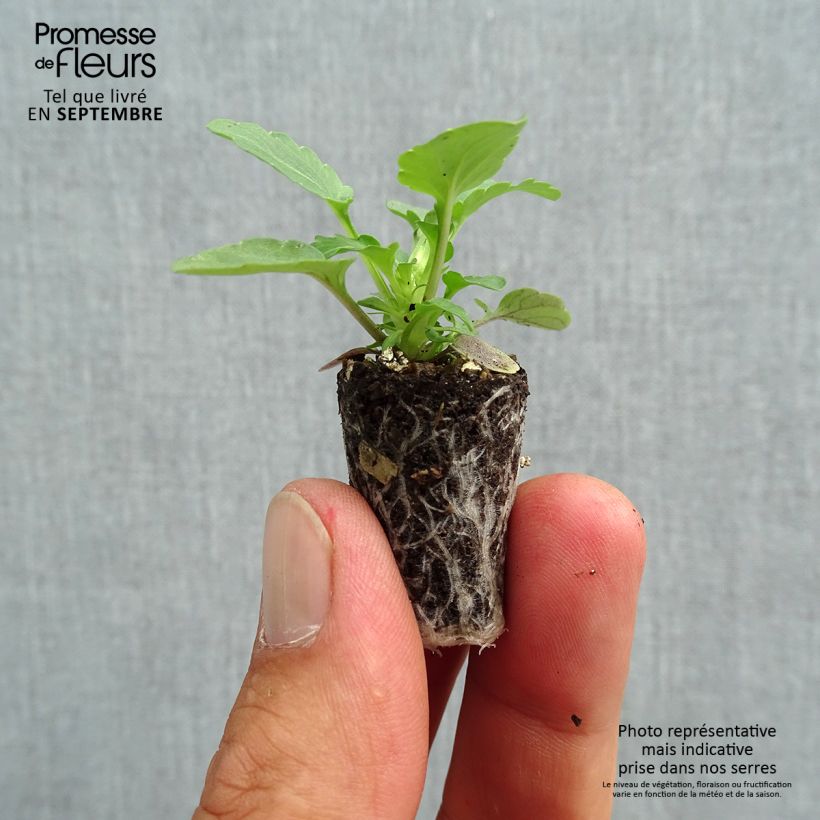 Exemplar von Horn-Veilchen Sorbet Xp Morpho Mini-Plug Ø 1,5/2,5 cm wie im Herbst geliefert