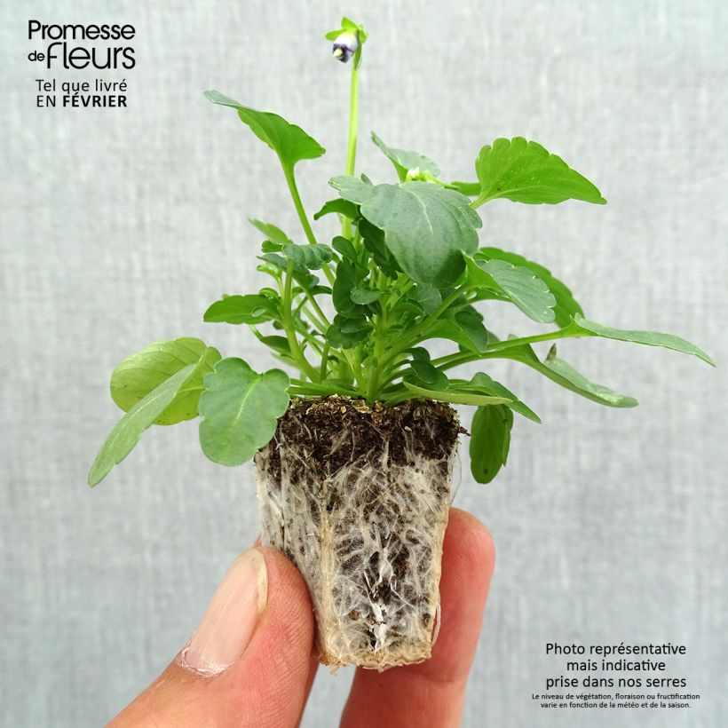 Exemplar von Horn-Veilchen Sorbet Xp Pink Halo Jardi-Plug: Wurzelballen 3,8 cm x 3,2 cm in Anzuchtplatte à 15 Stück. wie im Herbst geliefert