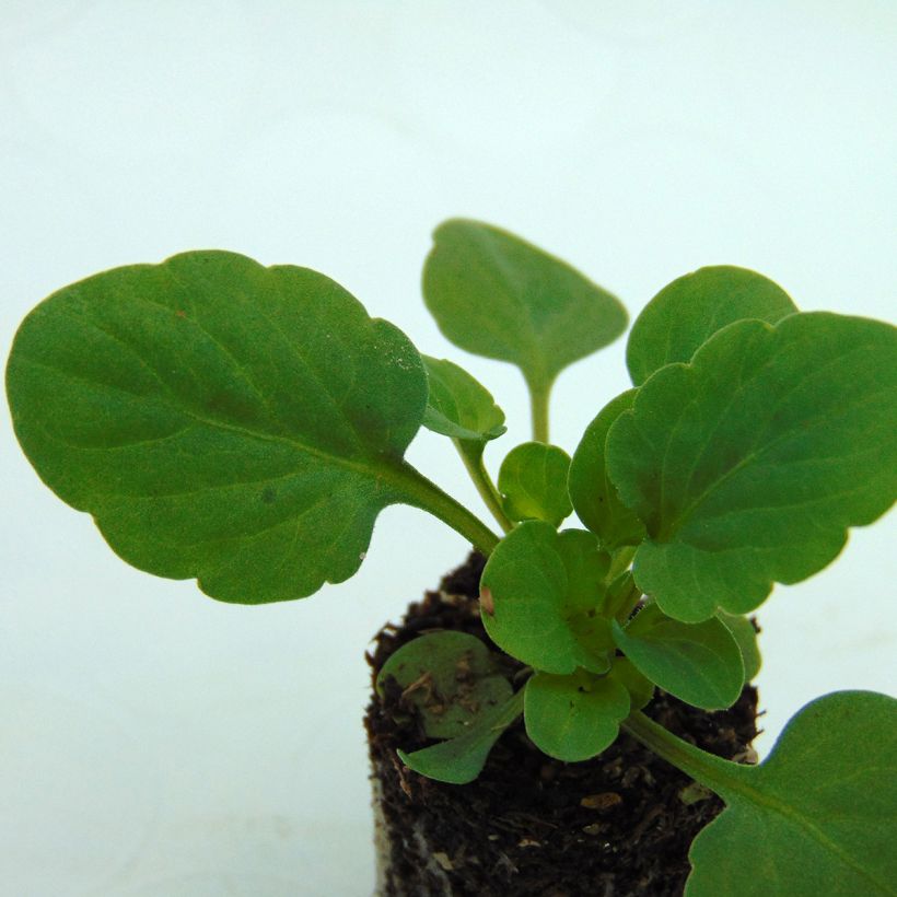 Horn-Veilchen Sorbet Xp Pink Halo (Laub)