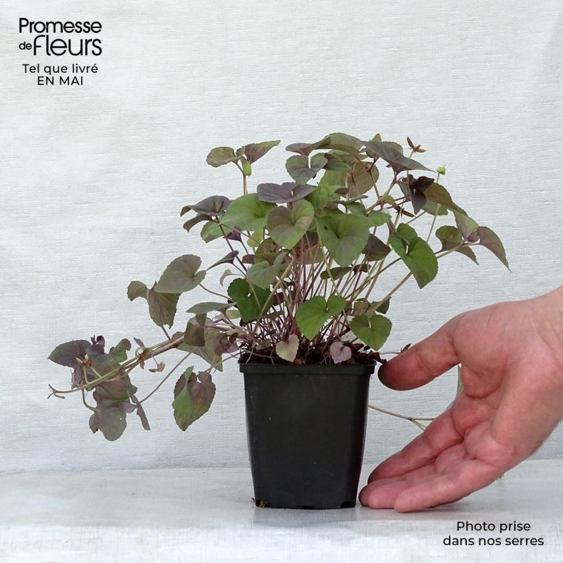 Example of Viola riviniana var. purpurea - Purpur-Veilchen Kleine Töpfe von 8/9 cm as you get in printemps