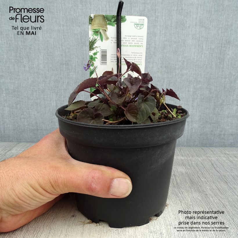 Example of Viola riviniana var. purpurea - Purpur-Veilchen Topf mit 1,5L/2L as you get in printemps