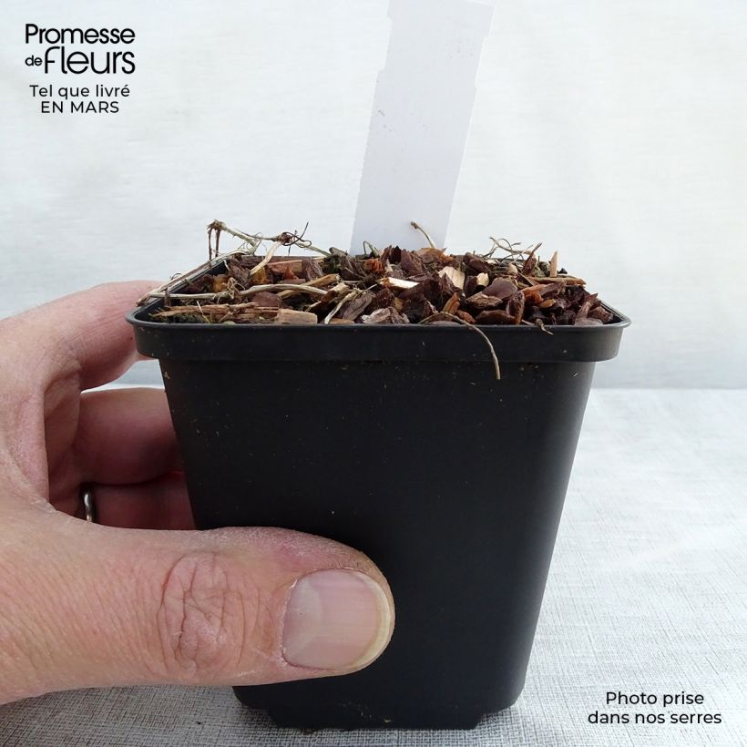 Example of Viola hederacea - Australisches Veilchen Kleine Töpfe von 8/9 cm as you get in printemps