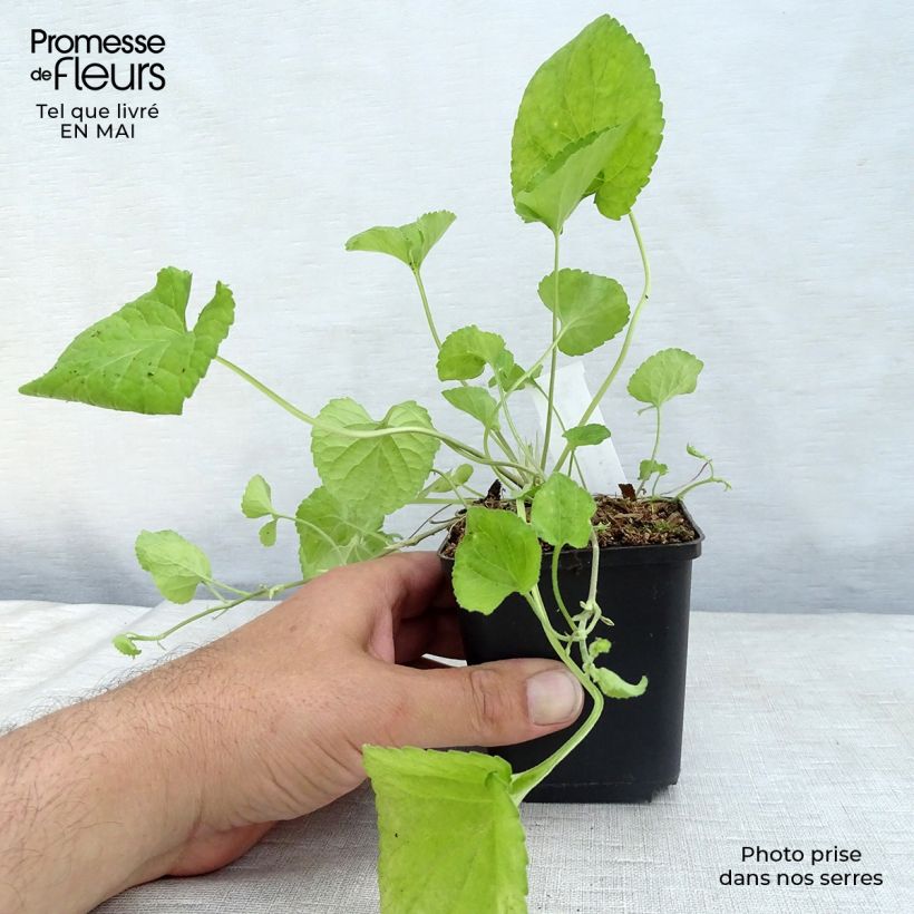 Example of Viola odorata Königin Charlotte - März-Veilchen Kleine Töpfe von 8/9 cm as you get in printemps