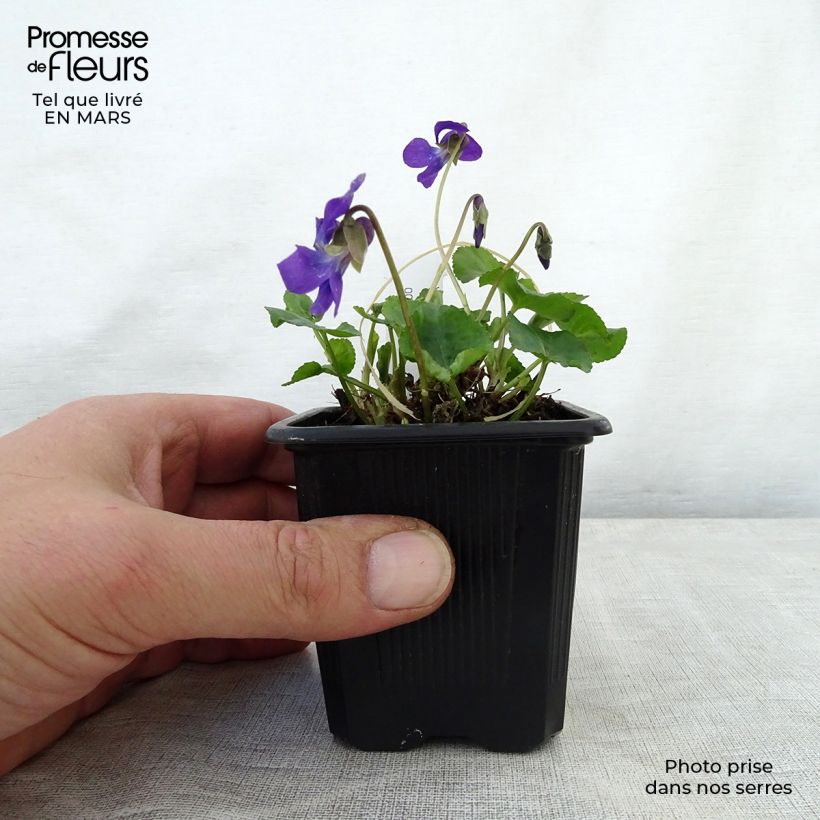 Example of Viola odorata Mrs Pinehurst - März-Veilchen Kleine Töpfe von 8/9 cm as you get in printemps