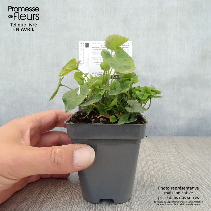 Exemplar von Viola suavis Parme de Toulouse - Parma-Veilchen Kleine Töpfe von 7/8 cm wie im Frühjahr geliefert