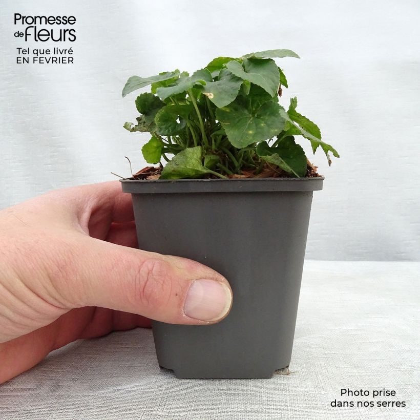 Exemplar von Viola odorata Vanilla - März-Veilchen Kleine Töpfe von 8/9 cm wie im Winter geliefert