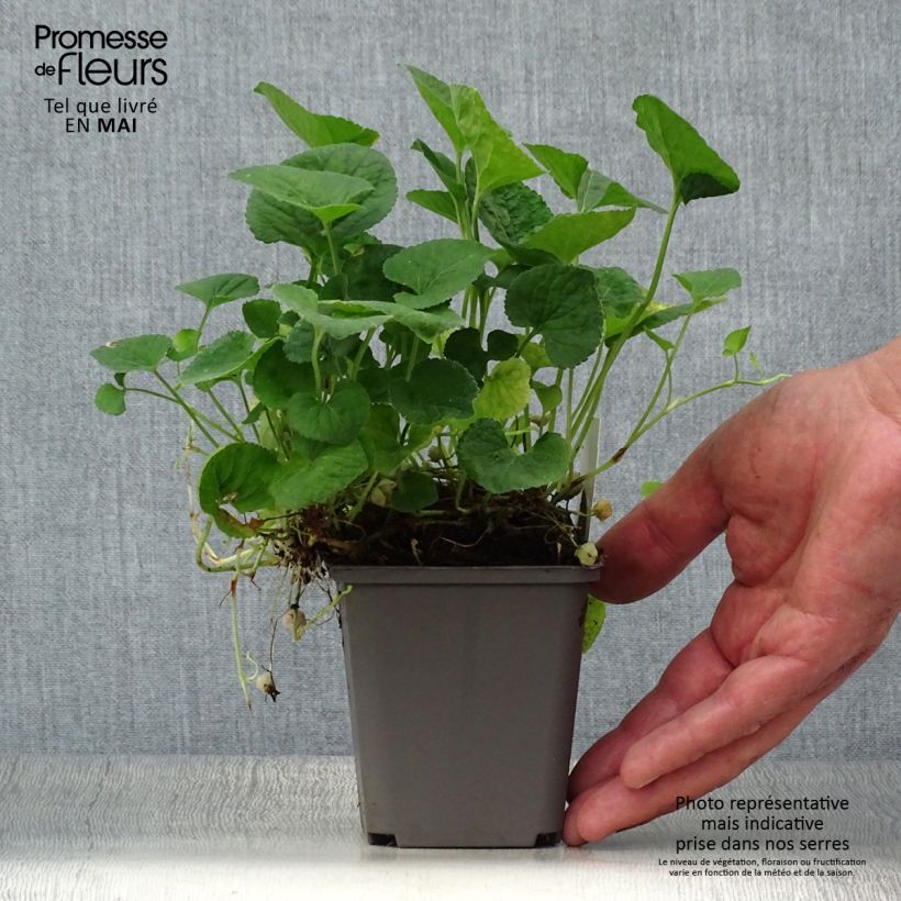 Example of Viola odorata Alba - März-Veilchen Kleine Töpfe von 8/9 cm as you get in printemps