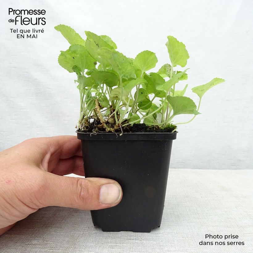 Exemplar von Viola odorata Red Charm - März-Veilchen Kleine Töpfe von 8/9 cm wie im Frühjahr geliefert