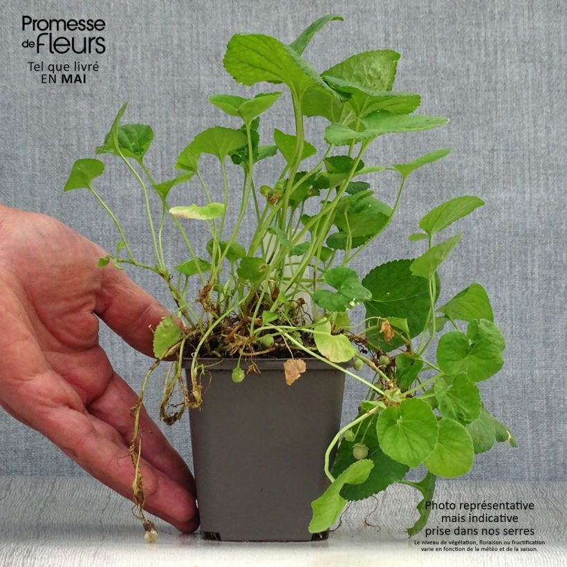 Example of Viola odorata Reine Des Blanches - März-Veilchen Kleine Töpfe von 8/9 cm as you get in printemps