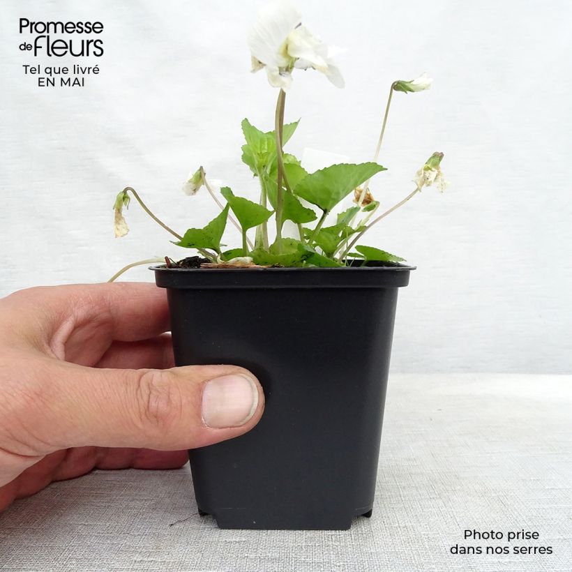 Example of Viola sororia Albiflora - Pfingst-Veilchen Kleine Töpfe von 8/9 cm as you get in printemps
