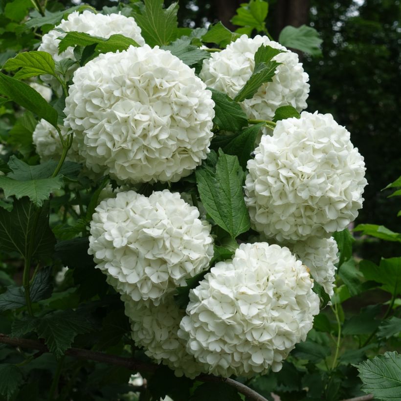 Gewöhnlicher Schneeball Roseum - Viburnum opulus (Flowering)