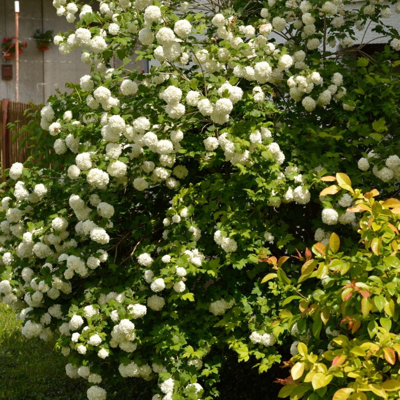 Gewöhnlicher Schneeball Roseum - Viburnum opulus (Plant habit)