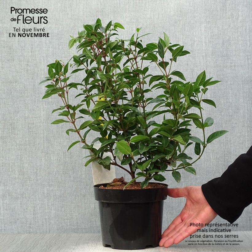 Exemplar von Lorbeerblättriger Schneeball Spirit - Viburnum tinus Topf mit 1,5L/2L wie im Herbst geliefert