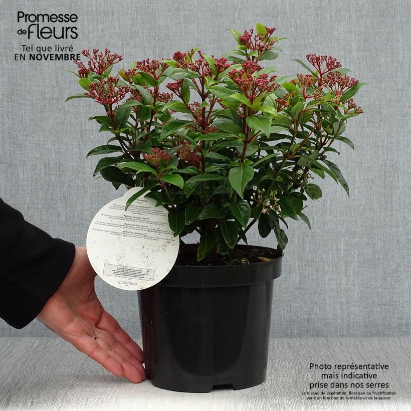Exemplar von Lorbeerblättriger Schneeball Spirit - Viburnum tinus Topf mit 3L/4L wie im Herbst geliefert