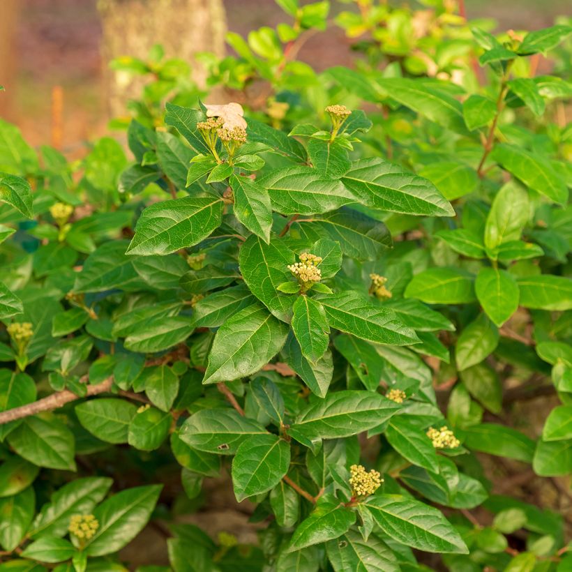 Lorbeerblättriger Schneeball - Viburnum tinus (Foliage)