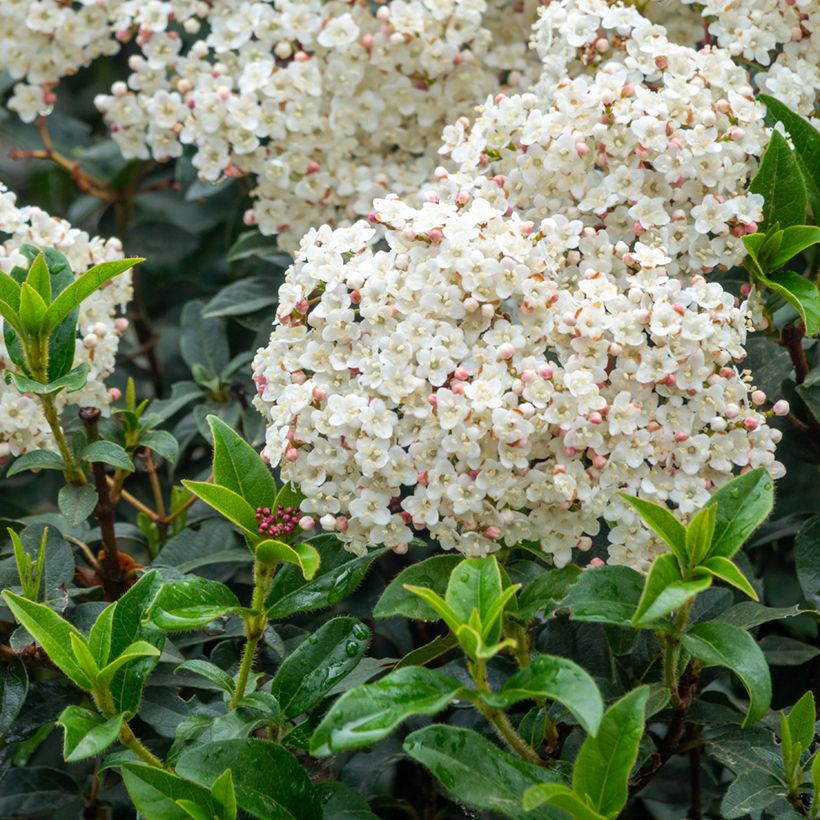 Lorbeerblättriger Schneeball - Viburnum tinus (Flowering)