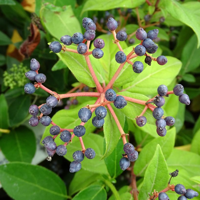 Lorbeerblättriger Schneeball - Viburnum tinus (Harvest)
