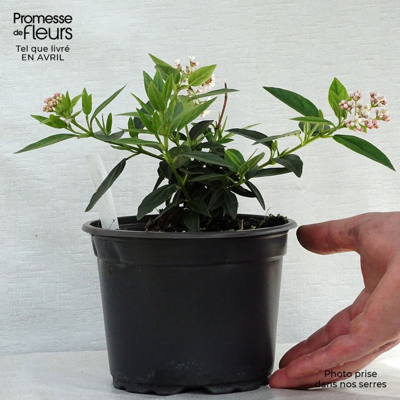 Example of Lorbeerblättriger Schneeball - Viburnum tinus Topf mit 2L/3L as you get in printemps