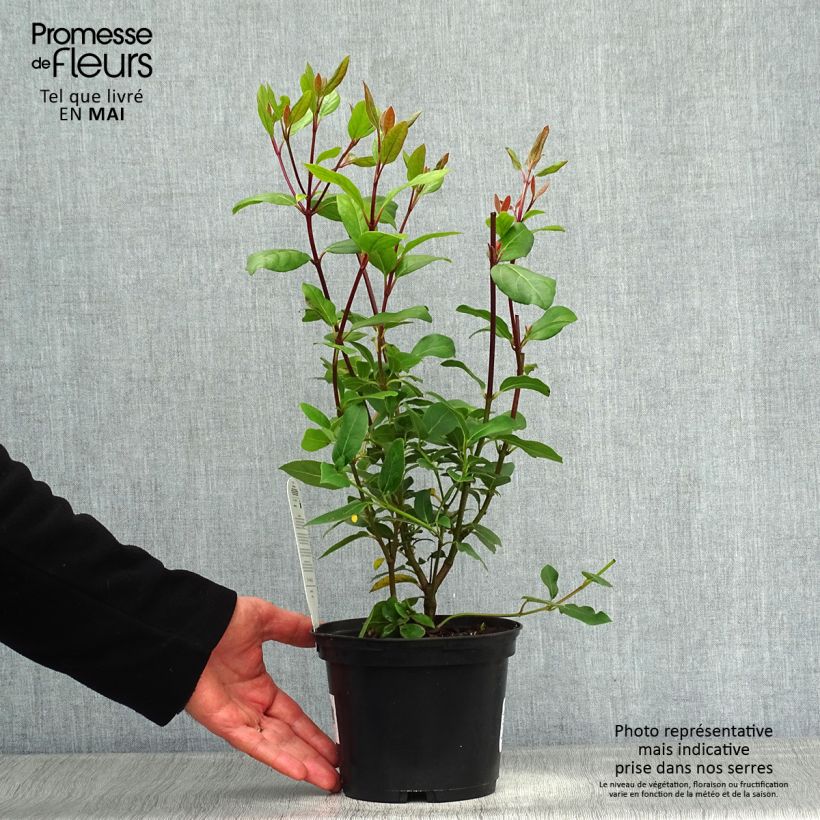 Example of Lorbeerblättriger Schneeball Gwenllian - Viburnum tinus Topf mit 2L/3L as you get in printemps