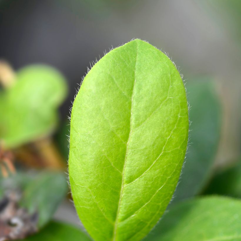 Lorbeerblättriger Schneeball Gwenllian - Viburnum tinus (Foliage)