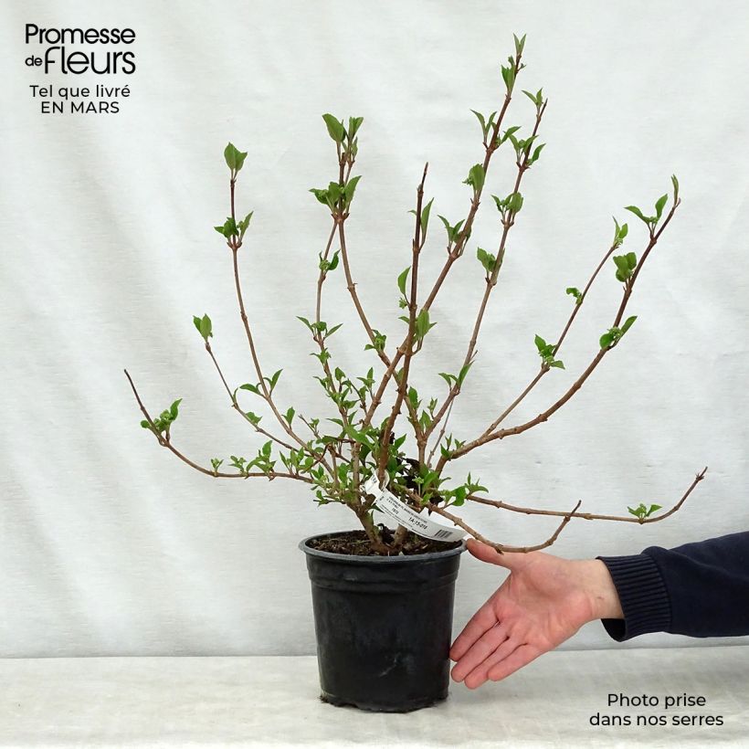 Example of Japanischer Schneeball Mariesii Great Star - Viburnum plicatum Topf mit 4L/5L as you get in printemps