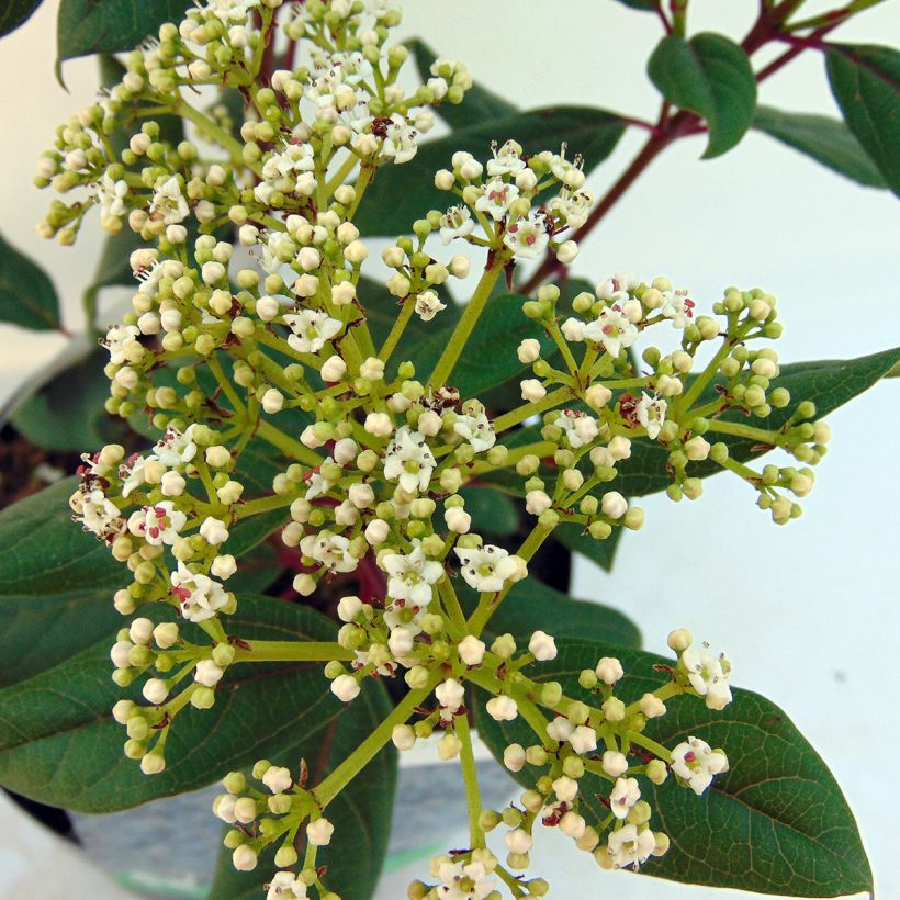 Immergrüner Kissen-Schneeball Jermyns Globe - Viburnum davidii (Flowering)