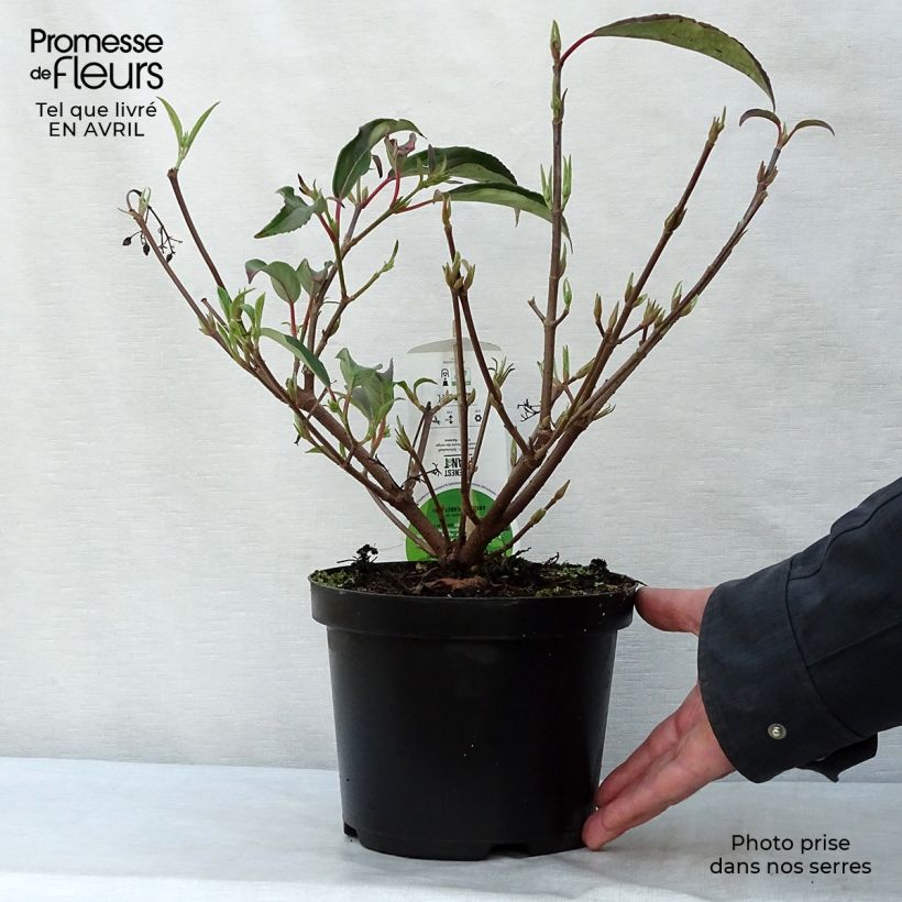 Example of Wintergrüner Schneeball Winton - Viburnum hillieri Topf mit 3L/4L as you get in printemps