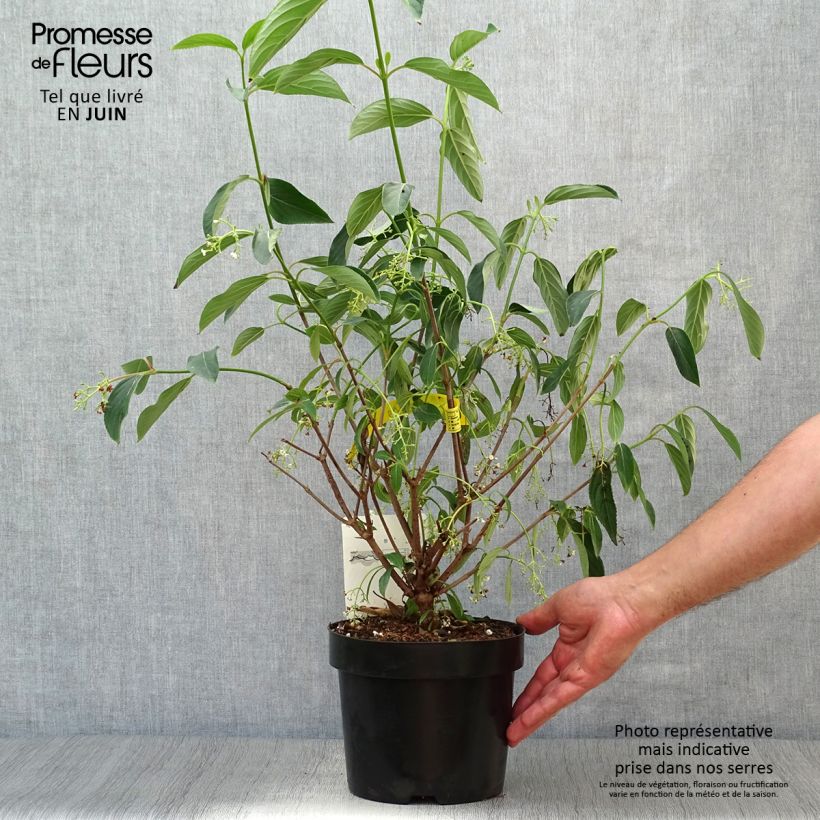 Exemplar von Wintergrüner Schneeball Winton - Viburnum hillieri Topf mit 3L/4L wie im Sommer geliefert