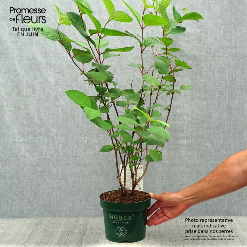 Exemplar von Japanischer Schneeball Grandiflorum Noble - Viburnum plicatum Topf mit 2L/3L wie im Sommer geliefert