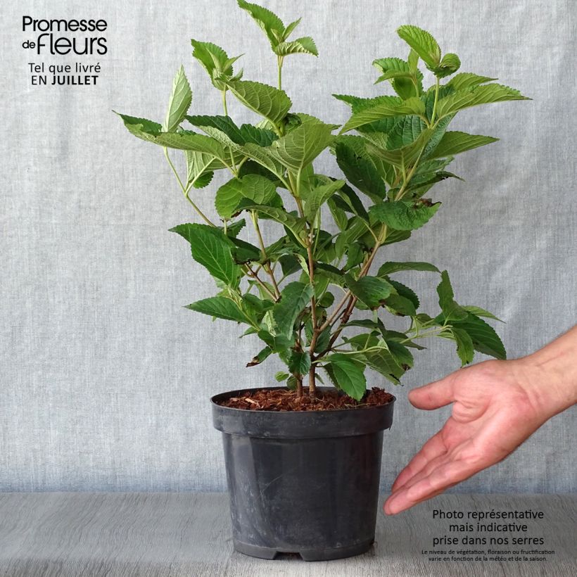 Exemplar von Japanischer Schneeball Lanarth - Viburnum plicatum Topf mit 2L/3L wie im Sommer geliefert