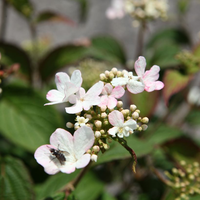 Japanischer Schneeball Pinkawai - Viburnum plicatum (Blüte)