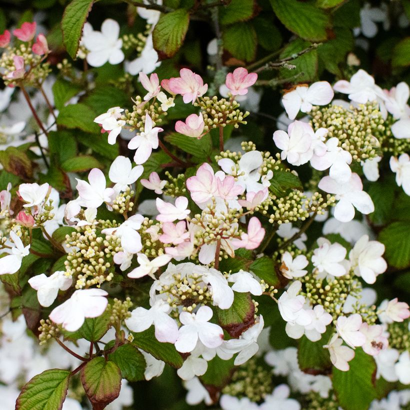 Japanischer Schneeball Pinkawai - Viburnum plicatum (Wuchs)