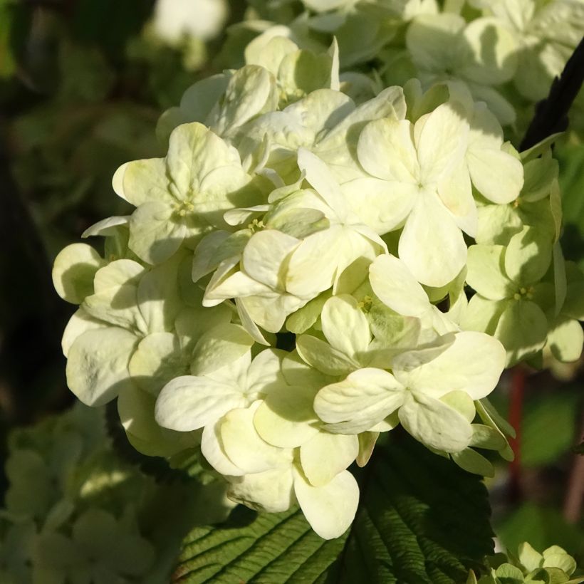 Japanischer Schneeball Popcorn - Viburnum plicatum (Blüte)