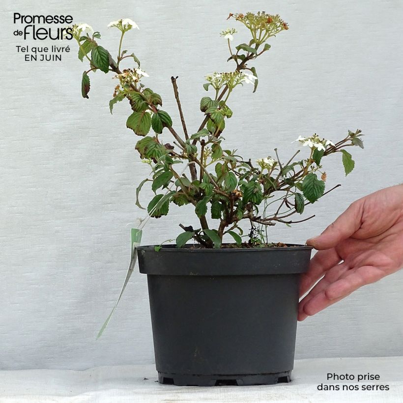 Exemplar von Japanischer Schneeball Summer Snow Flake - Viburnum plicatum Topf mit 2L/3L wie im Sommer geliefert