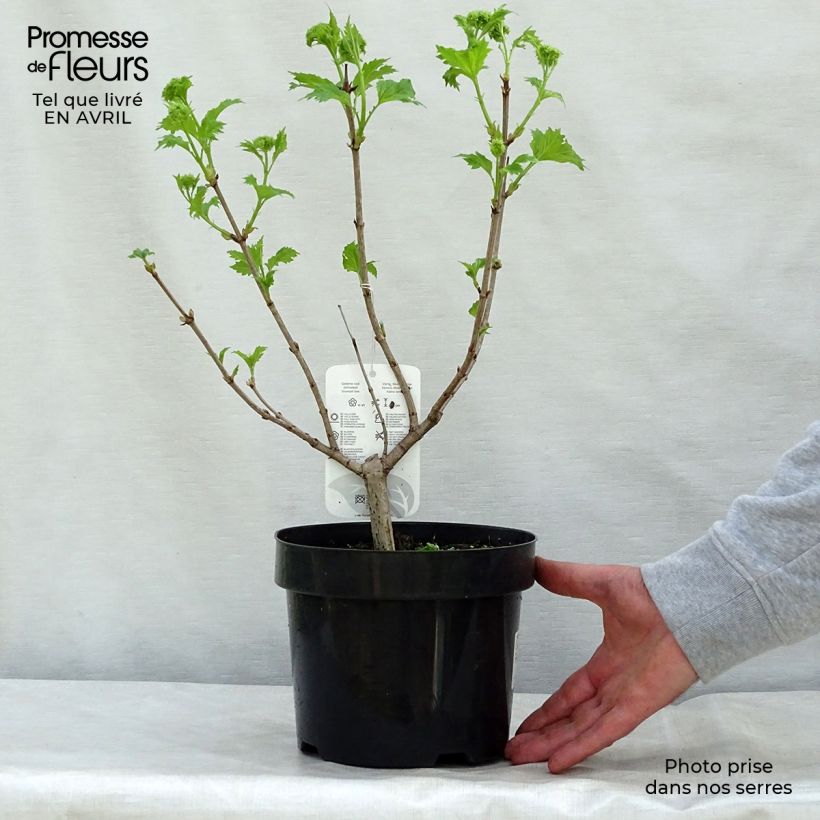 Example of Gewöhnlicher Schneeball Roseum - Viburnum opulus Topf mit 2L/3L as you get in printemps