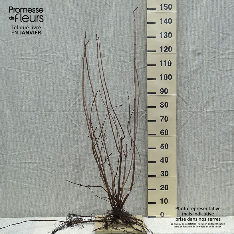 Example of Gewöhnlicher Schneeball Roseum - Viburnum opulus Wurzelnackt as you get in hiver