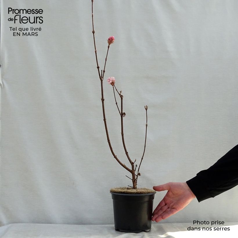 Example of Bodnant-Winterschneeball Charles Lamont - Viburnum bodnantense Topf mit 3L/4L as you get in printemps